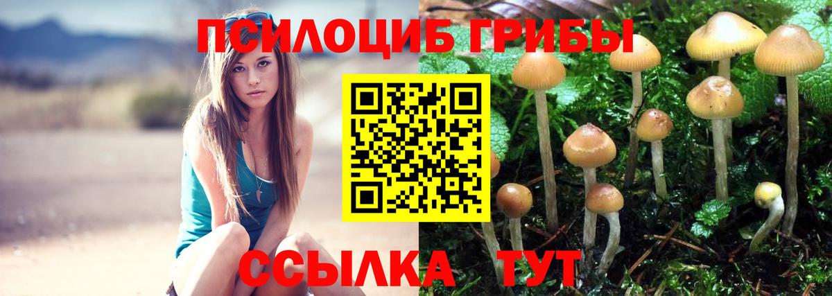 Псилоцибиновые грибы Psilocybe Донской